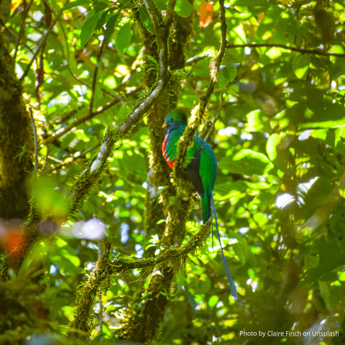 A quetzal bird on a tree in Costa Rica