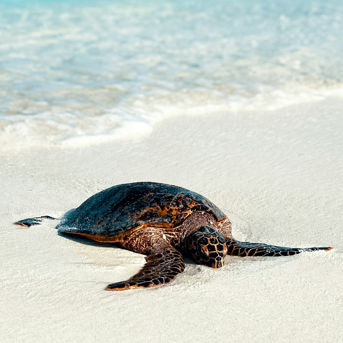 A turtle on a sandy beach
