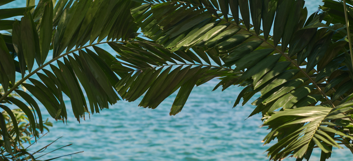 Last Chance this winter Promo