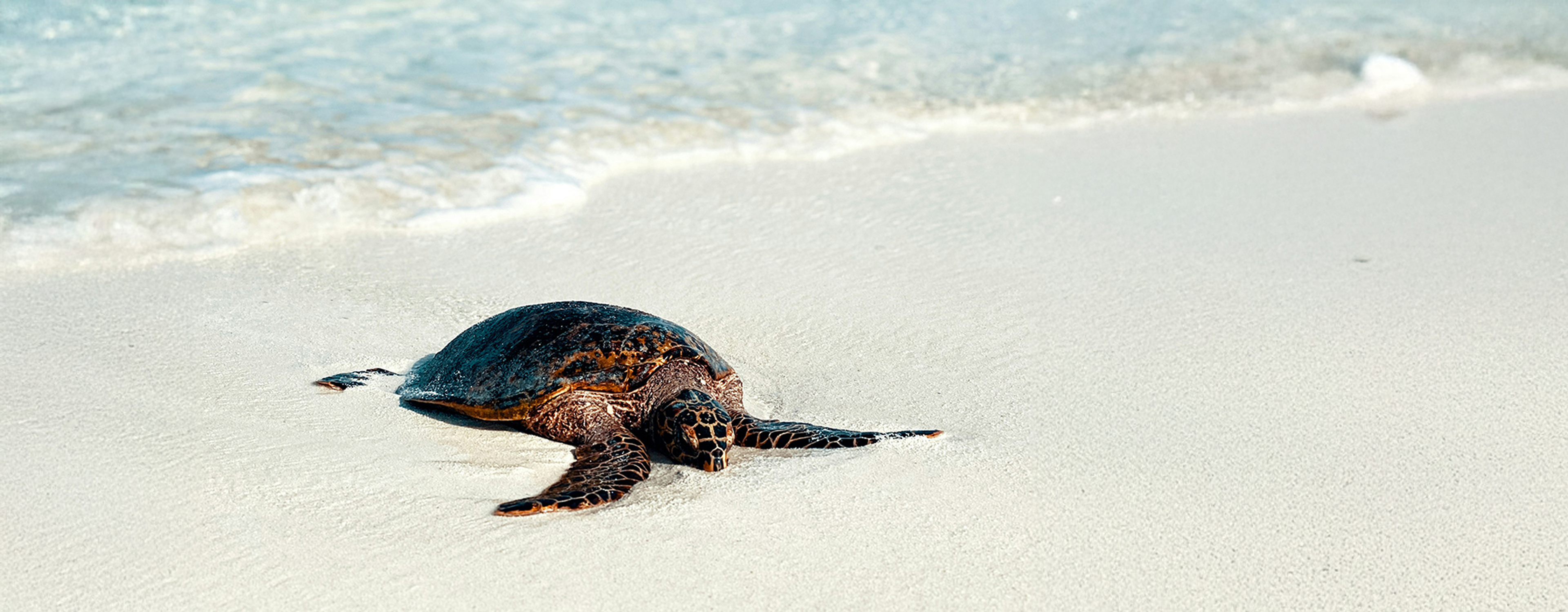 A turtle on a sandy beach